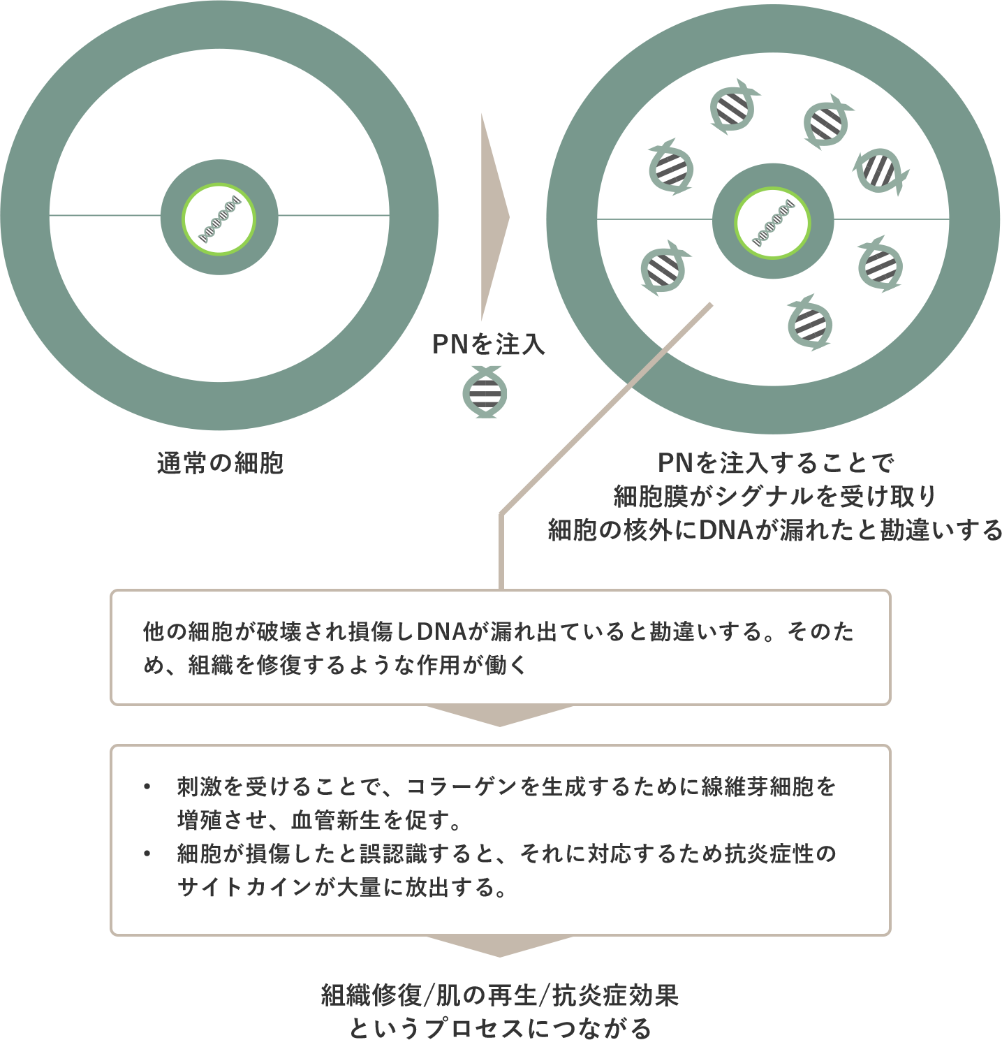 PN（ポリヌクレオチド）の生体内での反応