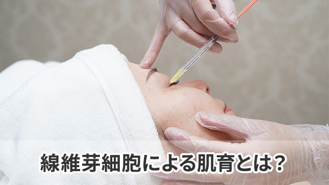 線維芽細胞による肌育とは？