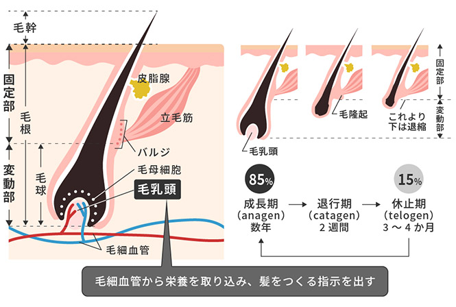 毛根は再生できる?発毛のカギを握る毛根について医師が解説します